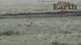Jumping For Joy