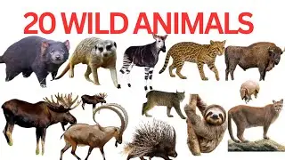 Learn Wild Animals Name|20 Wild Animals Name With Fun Facts| Wild Animals Name And Sound In English|