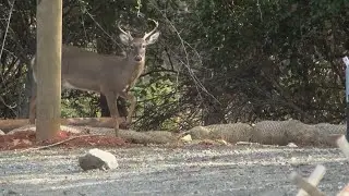 Safety First: NC Wildlife expert speaks about fall deer dangers for drivers
