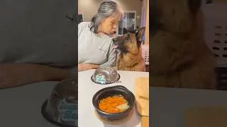 My senior German Shepherd&rsquo;s evening routine #shorts