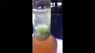 Vinegar Eel Harvest 2022 - Clean way to add to the aquariums