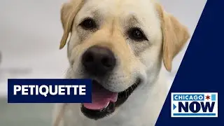 Dog dining etiquette 101: Chicago business teaching 'petiquette' | ChicagoNOW