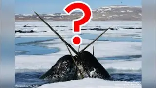 10 Animals with Mind-Blowing Superpowers that Defy Imagination and Astonish the World