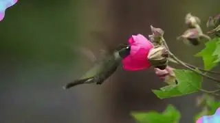 This Tiny Bird Has Superpowers! 🐦 Amazing Hummingbird Facts