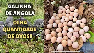 Galinha de Angola Gigante | Ninho de Galinha de Angola| Soltando as Angolas | Pavão acasalando