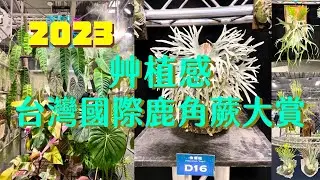 Vlog/親眼見到兩位鹿角蕨界國外明星❤️，艸植感台灣國際鹿角蕨大賞
