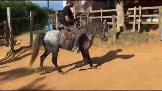 QUITUMBA - Latino Dois - MARCHADOR