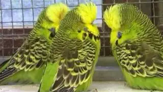 Jo Mannes ,the budgerigar breeder.