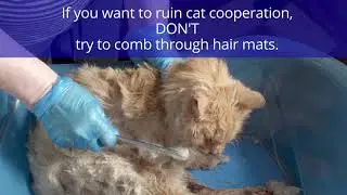 How to De-mat Your Cat by Anna