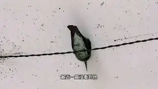 担心这家伙好几天了，已经放弃迁徙了带它回家过冬吧！ #蓝喉蜂虎