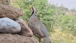 Chokor Partridge calling  | Chokor voice  | keklick sesi voice 