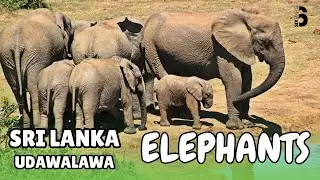 Udawalawa Elephants &ndash; The Best Place to See Wild Elephants in Sri Lanka #elephant #travel