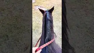 2026&hellip; year of the horse 🫶🏼 #fyp #positivethoughts #horses #cowgirl #progress