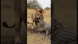 Lion vs Crocodile at the Water&rsquo;s Edge  Silent Tension in the Wild 🦁🐊