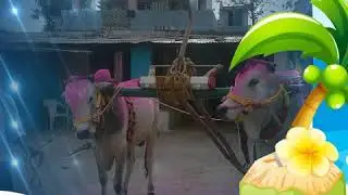Mana ongole gittalu