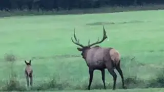 Massive Rack, Bugling Bull Elk, Cherokee NC&hellip;