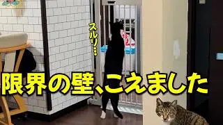 保護猫が限界の壁の更に上の壁を越えてしまったので対策しました