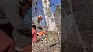 Bore cutting dead oak