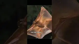 Colugo Gliding: CAN'T Fly, But It&rsquo;s 10X FASTER! 🐾 #animalshorts #wildlife #colugo