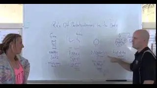 Role of CHO