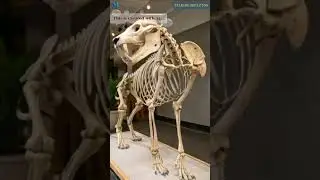A lion anatomy talking 3D model | Bio AI Art