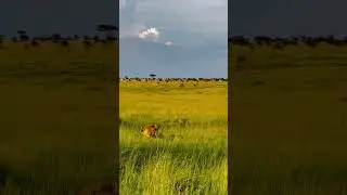 king of the jungle 🦁 taking in the Savannah grassland beauty😍💓#kenya #viral #lion #india #shorts