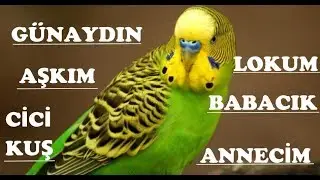 Muhabbet Kuşu Ses Eğitimi (Kesin Konuşacak)