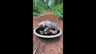 Bandits attack pastoral dogs dogs dogs eat Chinese pastoral dogs puppies
