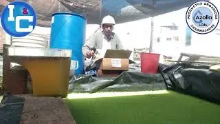Somos proveedoras de #azolla, #lenteja de #agua #lombrices y otros productos orgánicos y naturales.