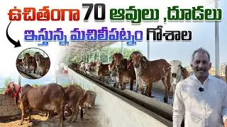 ఉచితంగా 70 ఆవులు ,దూడలు ఇస్తున్న మచిలీపట్నం గోశాల