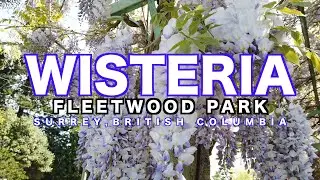 Wisteria | Fleetwood Park Surrey BC