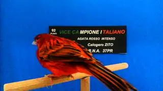 Canarino Agata Rosso Intenso