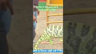 lizard #colours changing making # short video#