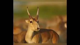 Сайгаки в степи Казахстана