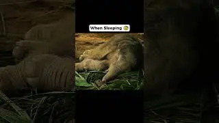 how animals sleep ...😳😳