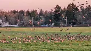 Roostin