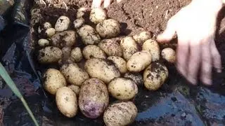Allotment Diary July 30 : Quick Kestrel 2nd Early Potato Harvest Reveal