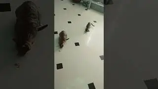 Chhota sa pyara sa baccha 😁😁😁😁