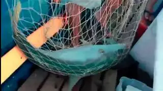 Olhet&atilde;o!! Miauu e Orestes no Azul sem Fim