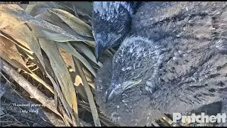 SWFL Eagles ~ Two Peas In A Pod! 💕 XOXO Cute Beaking, Air Plant Pillow & Humongous Crops! 2.25.21