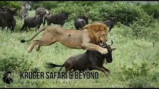 Epic Standoff: Fearless Wildebeest Stares Down a Roaring Lion! Who Blinks First?Kruger National Park