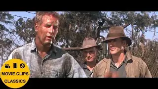 Cool Hand Luke (1967) - Luke is broken