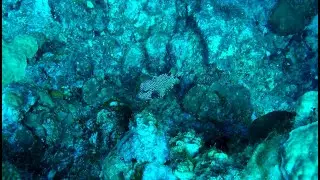Flower Gardens coral spawn trip - day 3