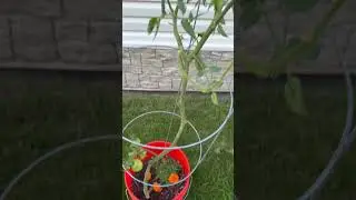 Harvest in Action! #getgrowing #garden #happygrowing #gardening #growsomethinggreen #nature