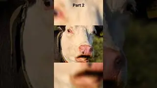 🔝🐄TOP funny photos and videos of cows🐮 #cows #topfunnyofcofs #topvideosofcows #livestoc  #farm #pets