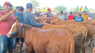 MULAI 8 JUTA ‼️HARGA SAPI BAKALAN DAN SAPI DORO || PASAR SAPI WARUJAYENG NGANJUK |