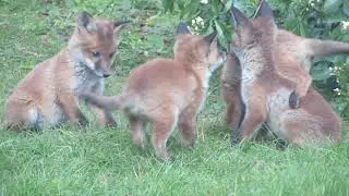 Baby foxes playing in the backyard