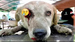 Poor and Smart Dogs Are Misunderstood 😍🐶 Smart Dog #61