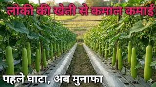 लोकी की खेती नई तकनीक से | Drip Mulching से बंपर पैदावार | Water Soluble Fertilizer
