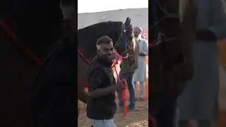 A Historic Milestone at Pushkar Horse Fair 2025 🐎✨ #pushkarfestival #indianfestival #sarvathobhadram